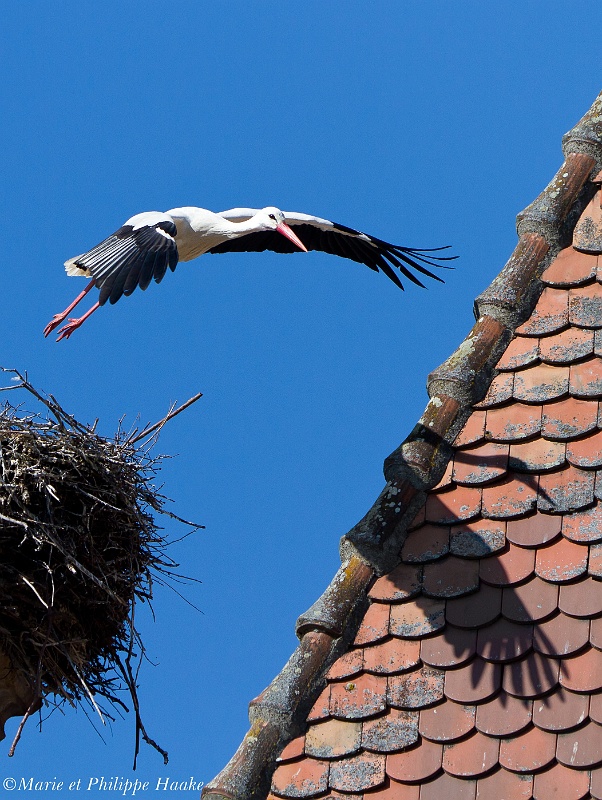 Cigogne 5410_wm.jpg - Cigogne blanche, Ciconia ciconia, White Stork (Alsace, France, avril 2011)